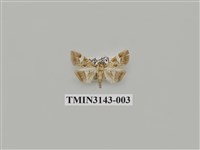 藏品(螟蛾290)的圖片